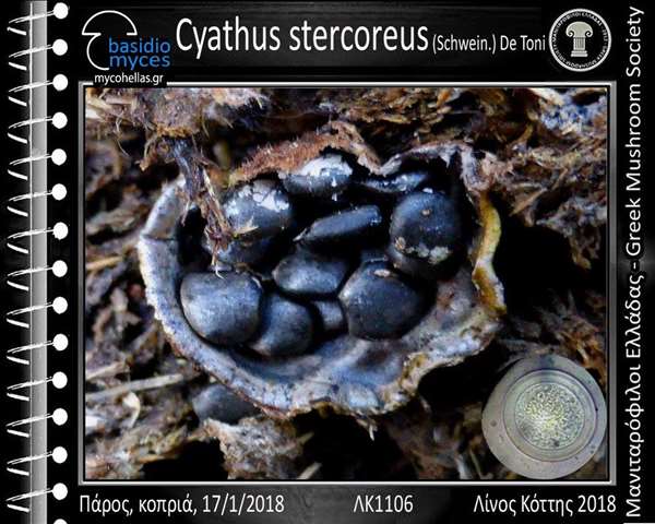 Cyathus stercοreus (Schwein.) De Toni 