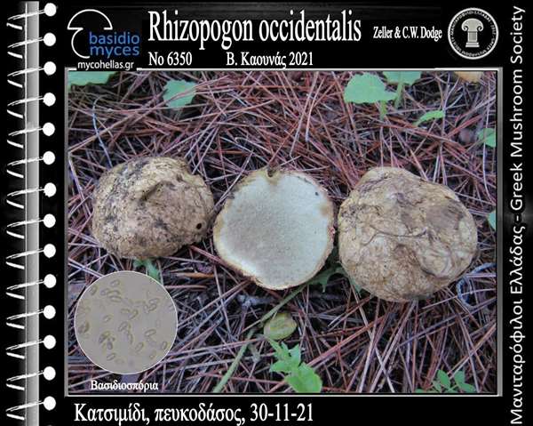 Rhizοpοgοn occidentalis Zeller & C.W.Dodge