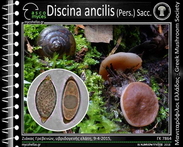 Discina ancilis (Pers.) Sacc. 
