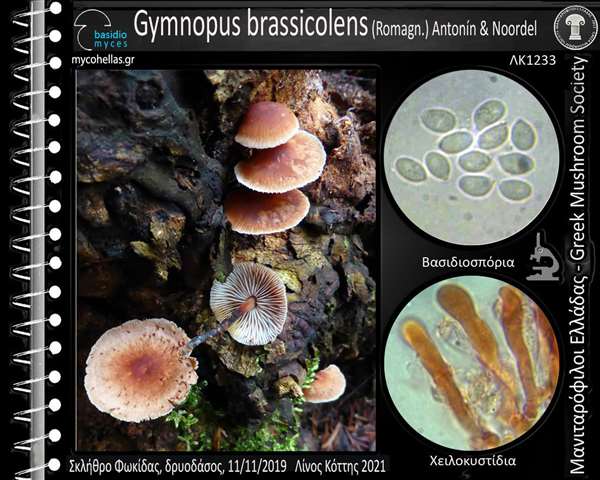 Gymnopus brassicolens (Romagn.) Antonín & Noordel