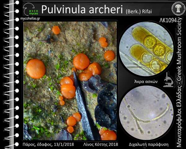 Pulvinula archeri (Berk.) Rifai