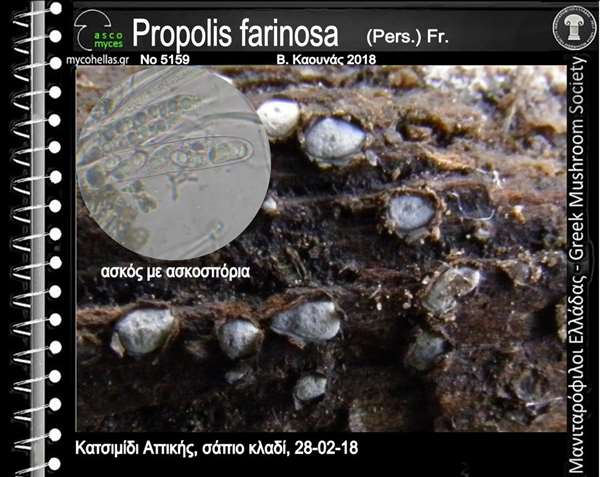 Propolis farinosa (Pers.) Fr. 