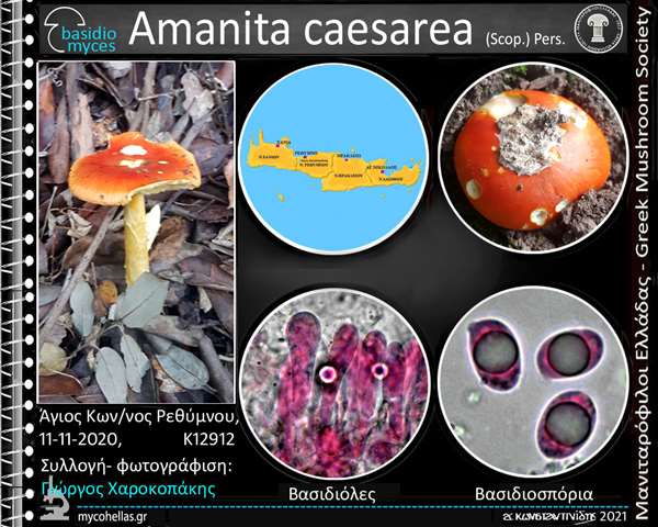 Amanita caesarea (Scop.) Pers. 