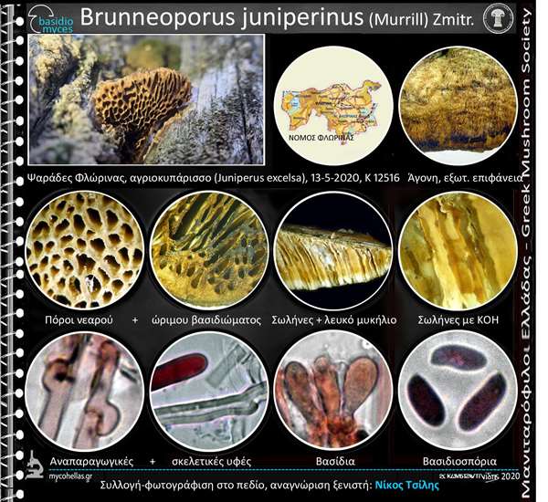 Brunneoporus juniperinus (Murrill) Zmitr. 