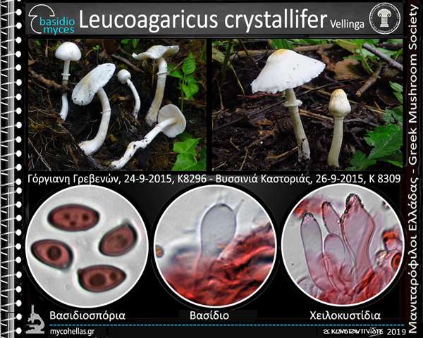 Leucoagaricus crystallifer Vellinga