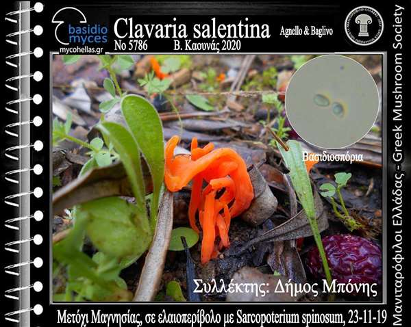 Clavaria salentina Agnello & Baglivo