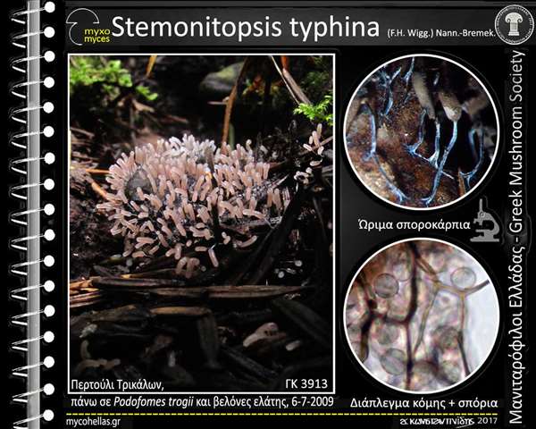 Stemonitopsis typhina (F.H. Wigg.) Nann.-Bremek. 