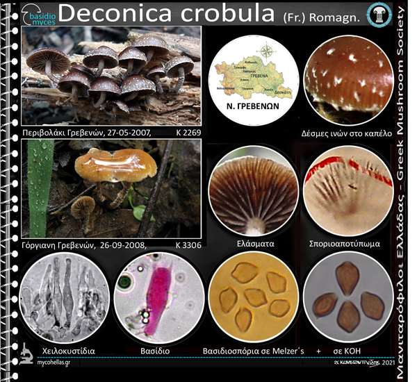 Deconica crobula (Fr.) Romagn.