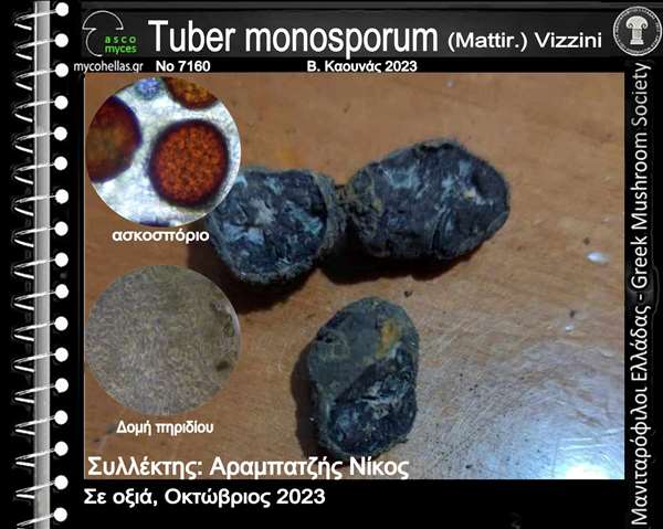 Tuber monosporum (Mattir.) Vizzini