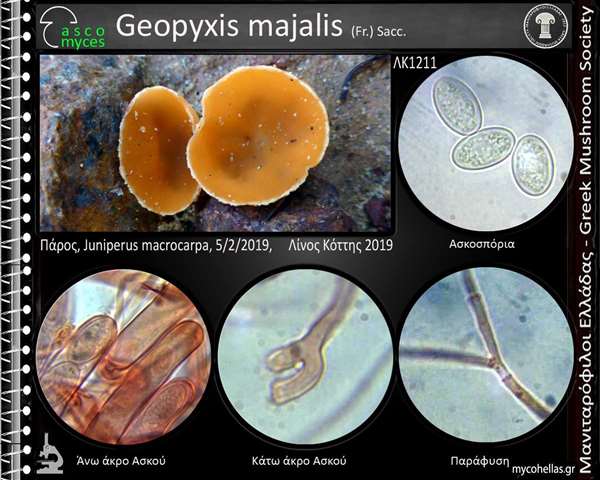 Geopyxis majalis (Fr.) Sacc. 