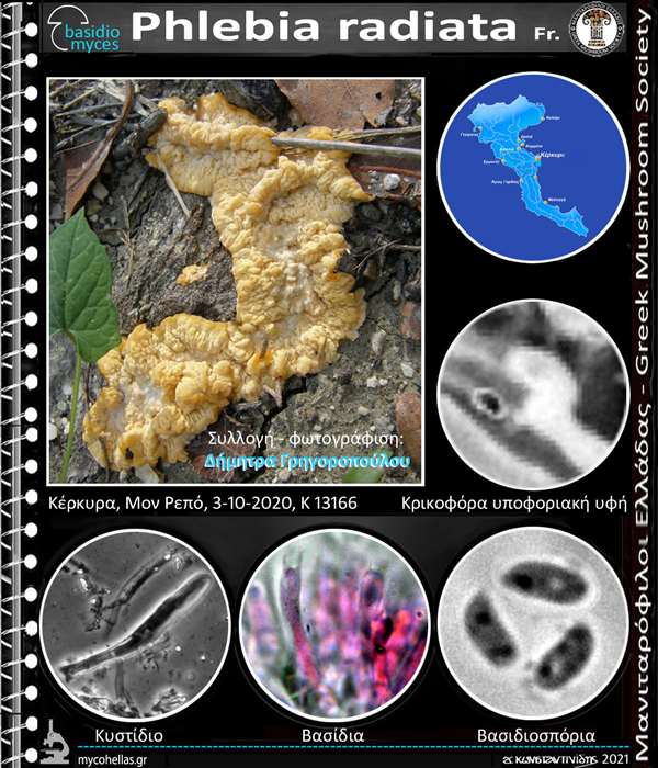 Phlebia radiata Fr. 