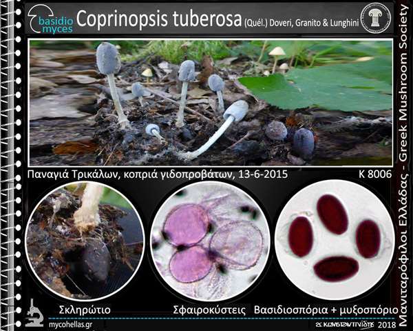 Coprinopsis tuberosa (Quél.) Doveri, Granito & Lunghini