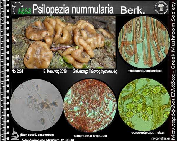 Psilopezia nummularia Berk.