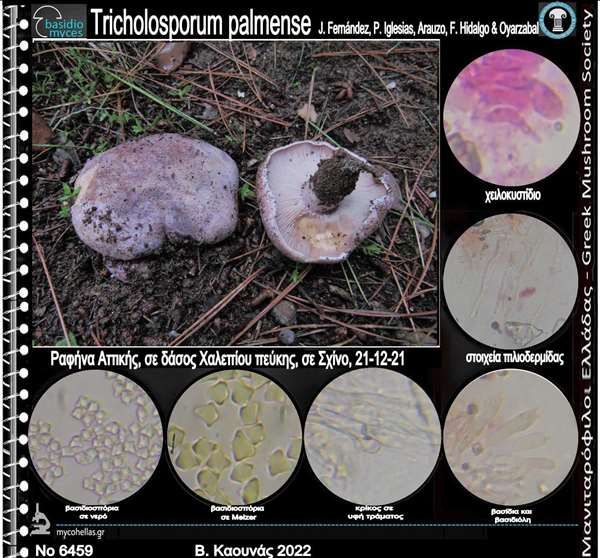 Tricholosporum palmense J. Fernández, P. Iglesias, Arauzo, F. Hidalgo & Oyarzabal