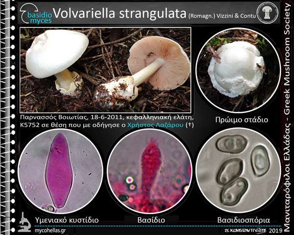 Volvariella strangulata (Romagn.) Vizzini & Contu