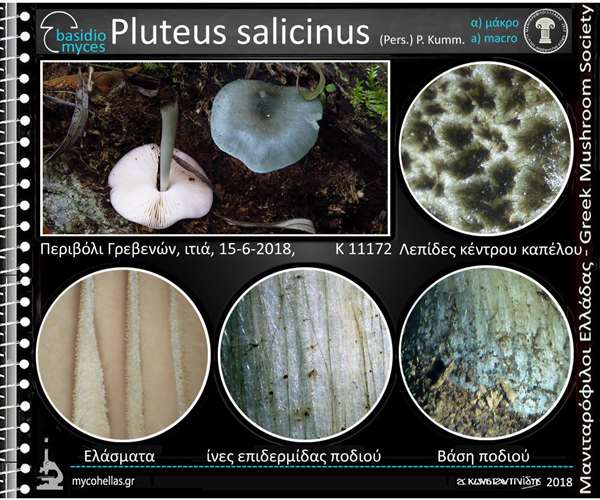 Pluteus salicinus (Pers.) P. Kumm.