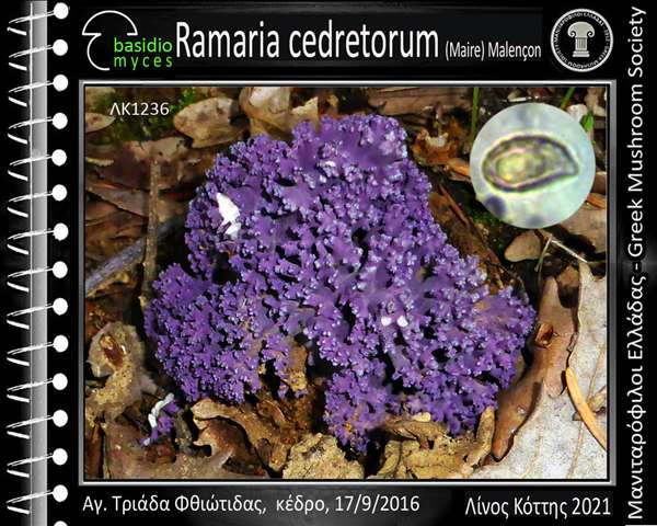 Ramaria cedretorum (Maire) Malençon
