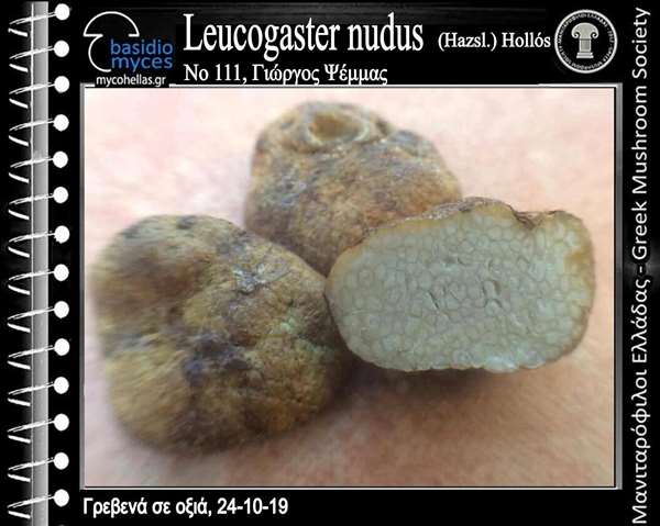 Leucogaster nudus (Hazsl.) Hollós