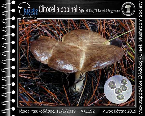 Clitocella popinalis (Fr.) Kluting, T.J. Baroni & Bergemann