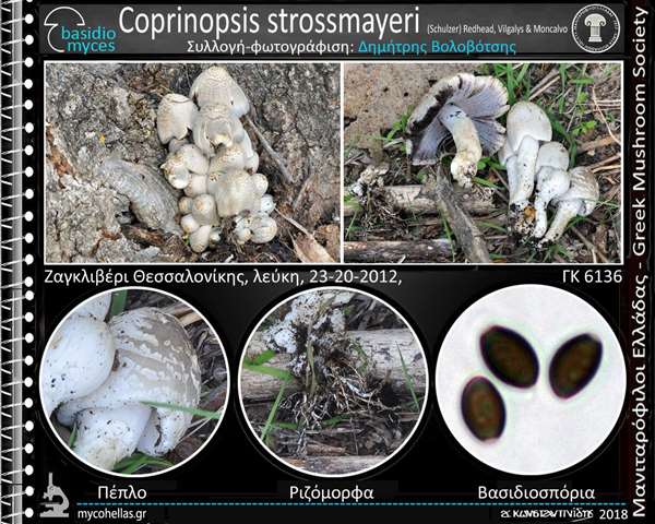 Coprinopsis strossmayeri (Schulzer) Redhead, Vilgalys & Moncalvo
