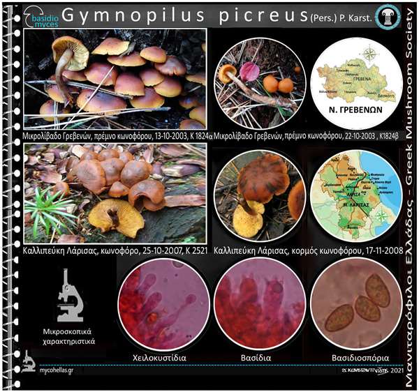 Gymnopilus picreus (Pers.) P. Karst.