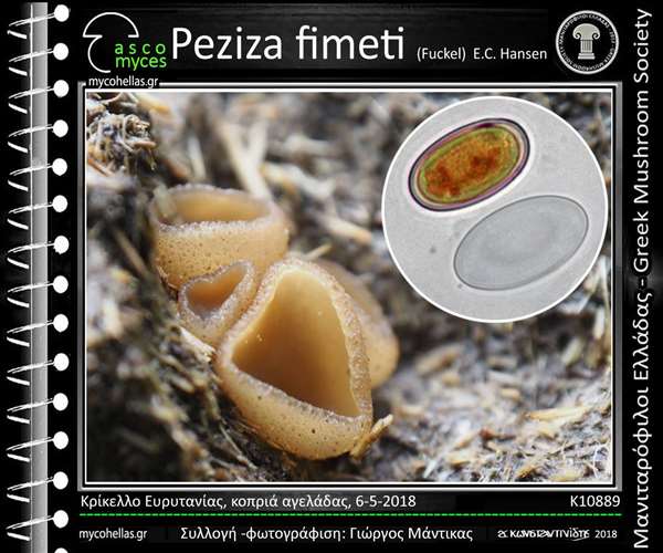 Peziza fimeti (Fuckel) E.C. Hansen 