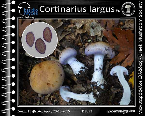 Cortinarius largus Fr. 
