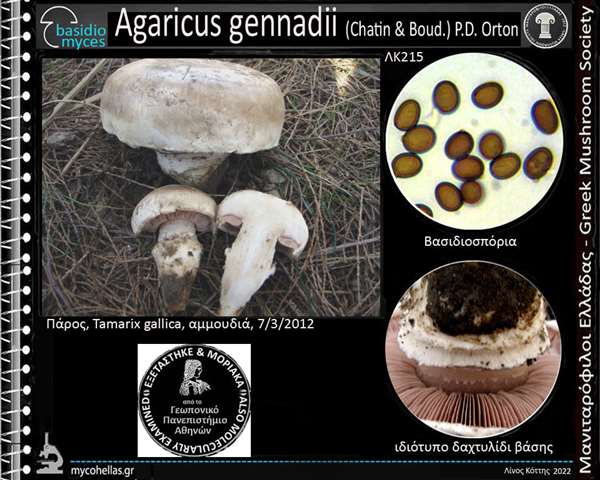 Agaricus gennadii (Chatin & Bοud.) P.D. Οrton