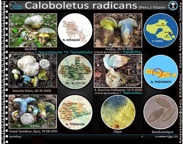 Caloboletus radicans (Pers.) Vizzini