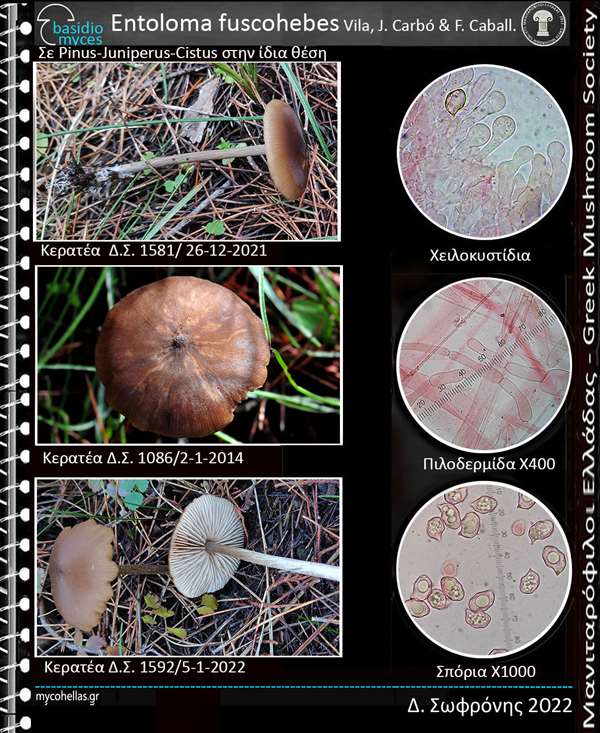 Entoloma fuscohebes Vila, J. Carbó & F. Caball