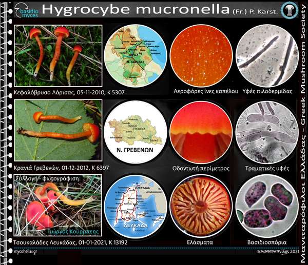 Hygrocybe mucronella (Fr.) P. Karst. 