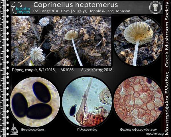 Coprinellus heptemerus (M. Lange & A.H. Sm.) Vilgalys, Hopple & Jacq. Johnson