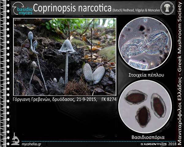 Coprinopsis narcotica (Batsch) Redhead, Vilgalys & Moncalvo 