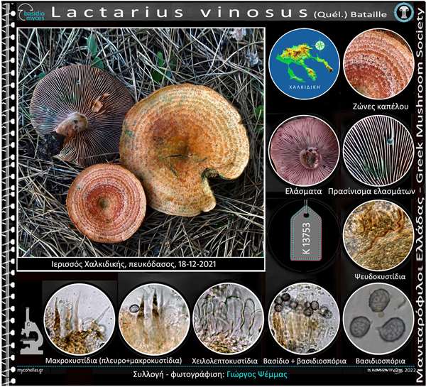 Lactarius vinosus (Quél.) Bataille