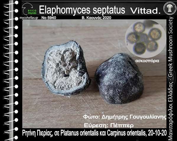 Elaphomyces septatus Vittad.