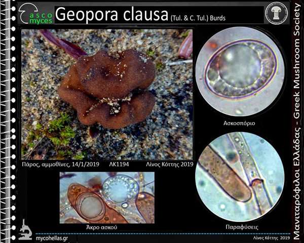 Geopora clausa (Tul. & C. Tul.) Burds
