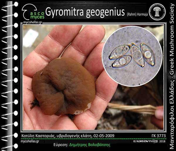 Gyromitra geogenius (Rahm) Harmaja