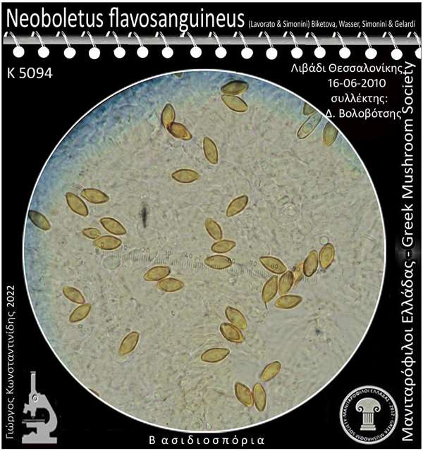 Neoboletus flavosanguineus (Lavorato & Simonini) Biketova, Wasser, Simonini & Gelardi