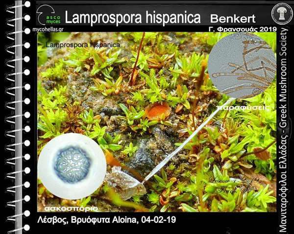 Lamprospora hispanica Benkert