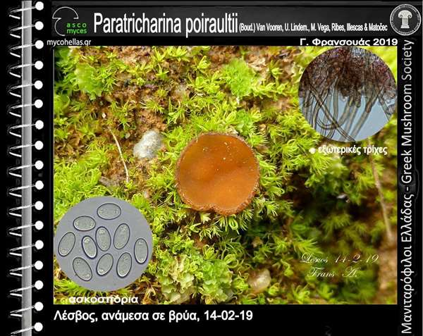 Paratricharina poiraultii (Boud.) Van Vooren, U. Lindem., M. Vega, Ribes, Illescas & Matočec