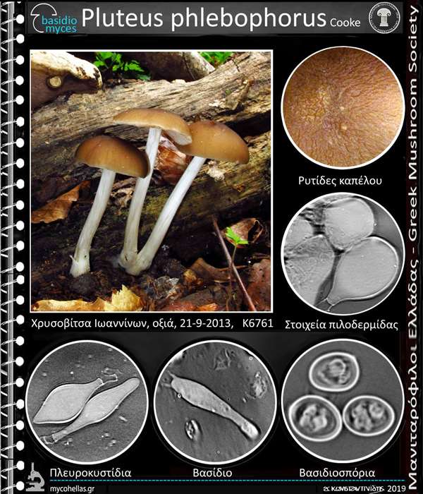 Pluteus phlebophorus Cooke