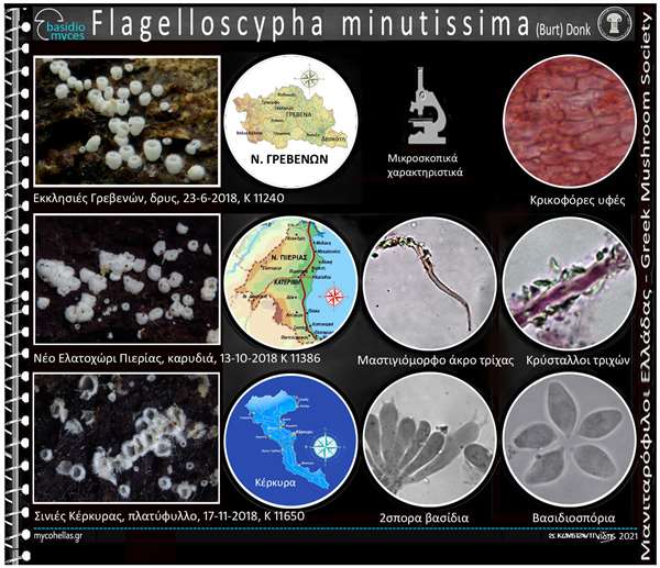 Flagelloscypha minutissima (Burt) Donk