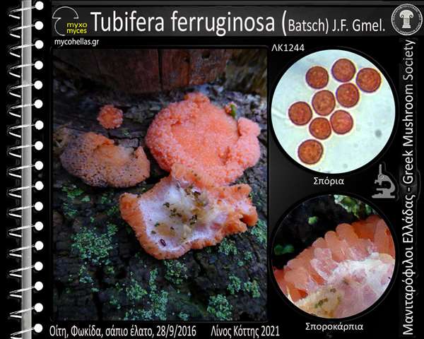 Tubifera ferruginosa (Batsch) J.F. Gmel.