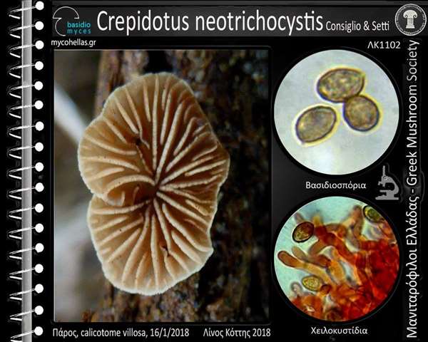 Crepidotus neotrichocystis Consiglio & Setti