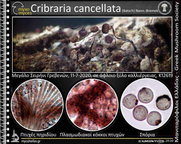 Cribraria cancellata (Batsch) Nann.-Bremek. 