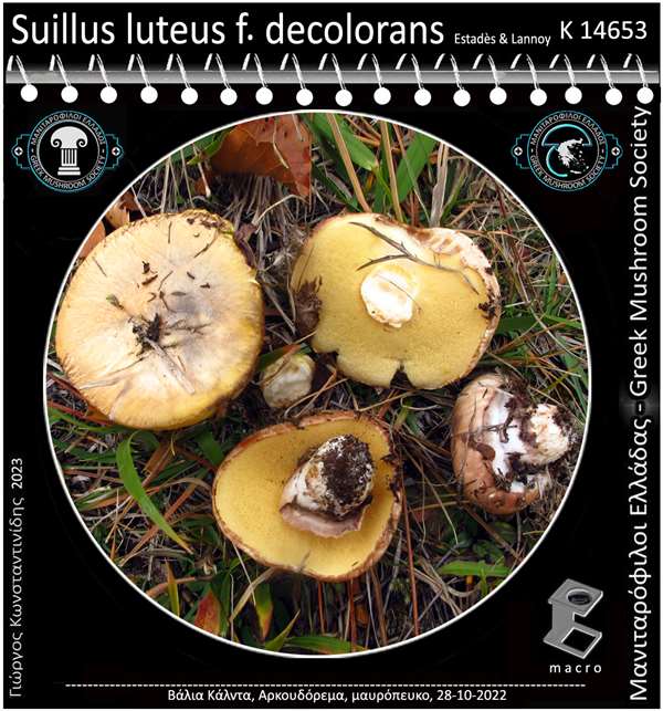 Suillus luteus f. decolorans Estadès & Lannoy