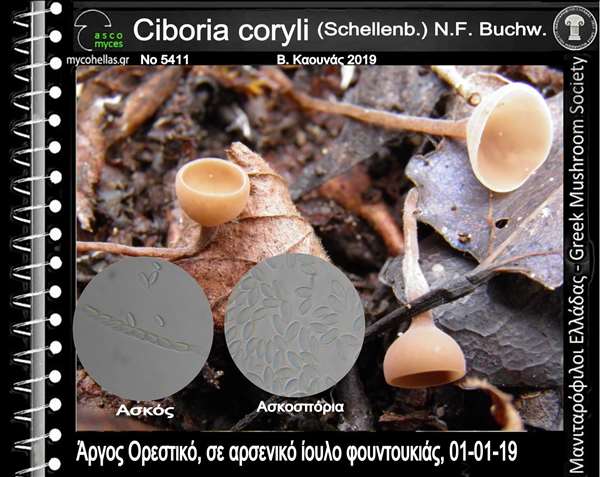 Ciboria coryli (Schellenb.) N.F. Buchw