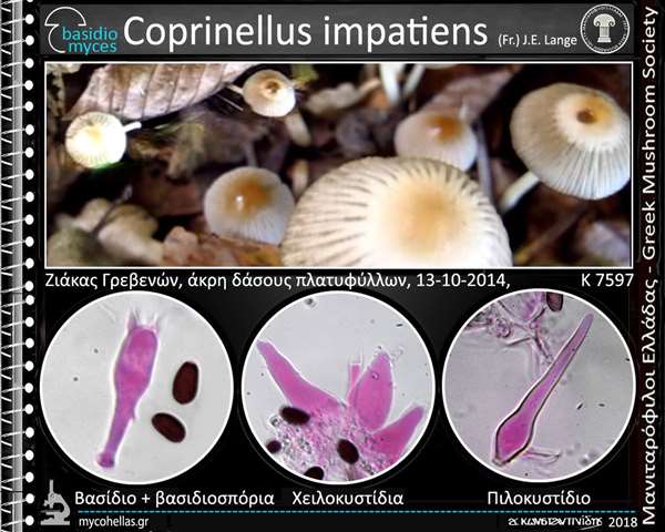 Coprinellus impatiens (Fr.) J.E. Lange