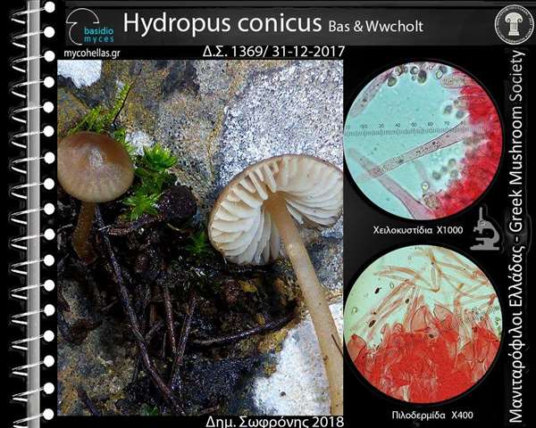 Hydropus conicus Bas & Wecholt