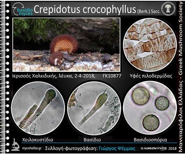 Crepidotus crocophyllus (Berk.) Sacc. 